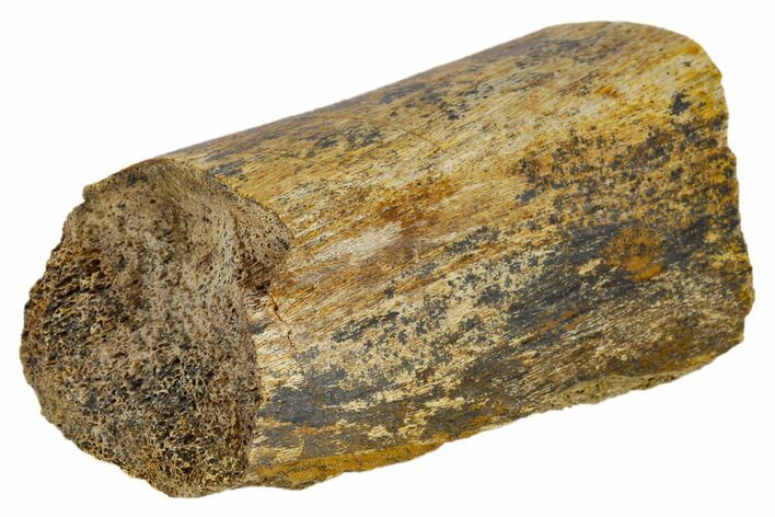 Hadrosaur (Edmontosaur) Bone Section - South Dakota #117077